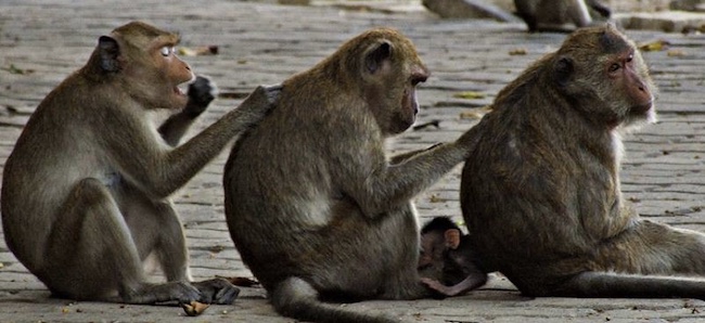 Monkeys scratching each other's backs